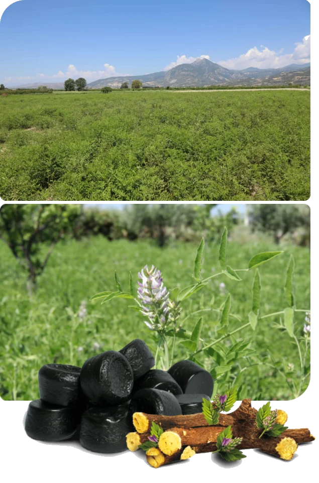 Screencapture Zotorganic 2025 06 04 17 53 40